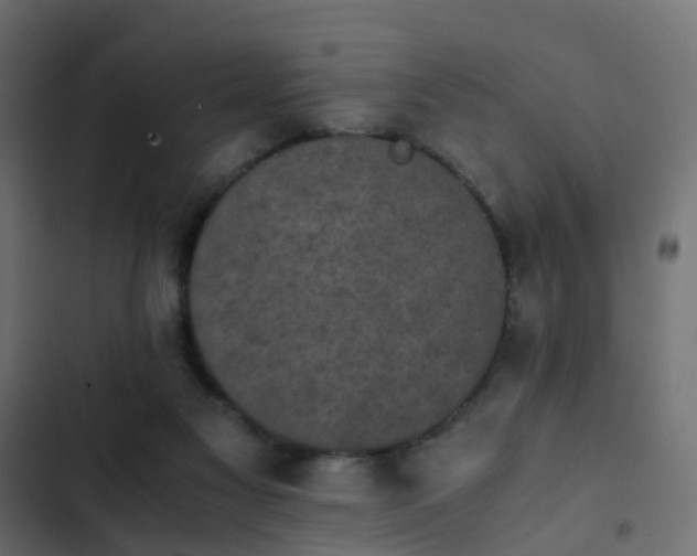 X0000103960117200809261820