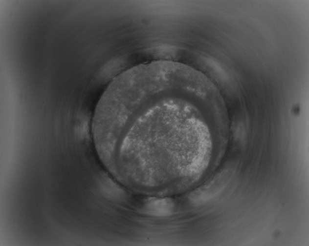 X0000103960185200809261820