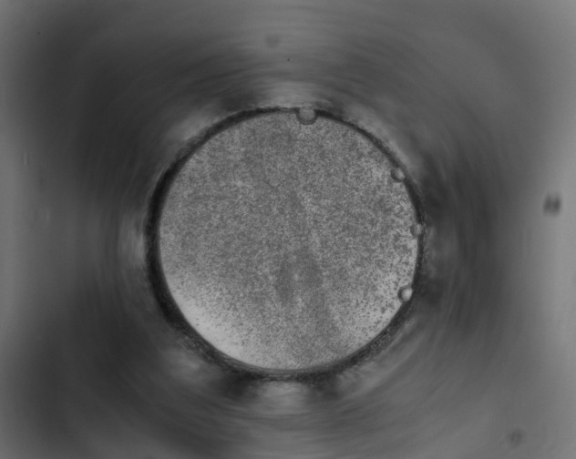 X0000103960203200809261819