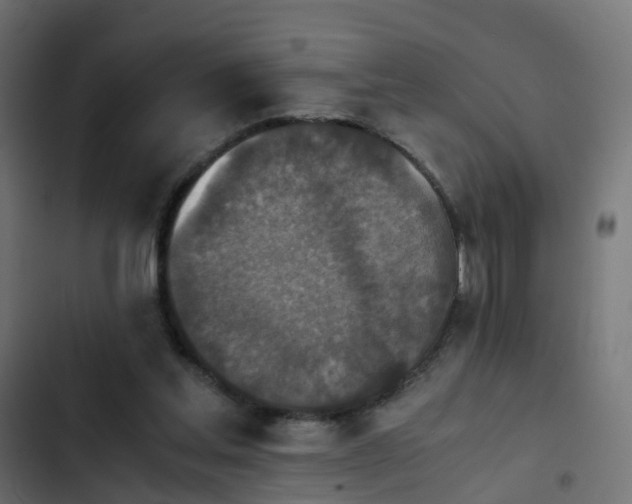 X0000103960205200809261819