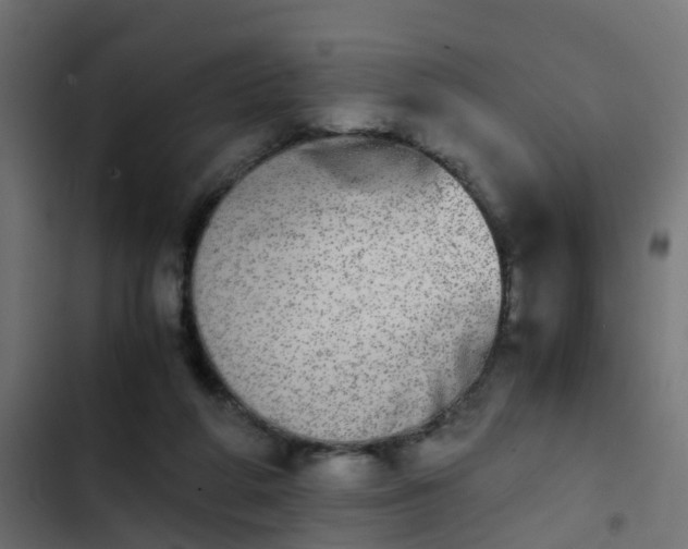 X0000103960210200809261819
