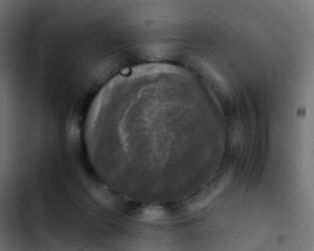 X0000103960214200809261819