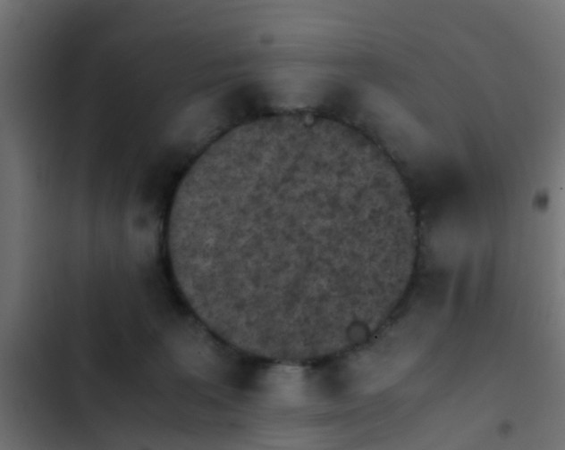 X0000103960227200809261819