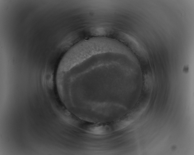 X0000103960267200809261818