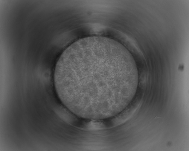 X0000103960270200809261818