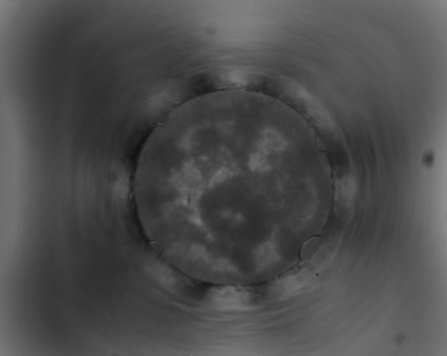 X0000103960331200809261817