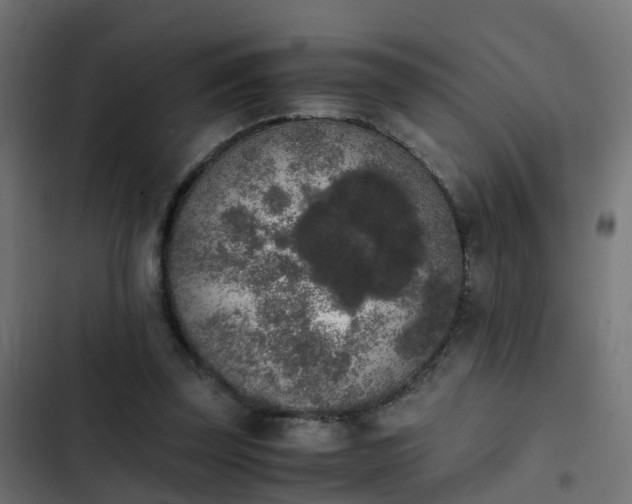 X0000103960347200809261817