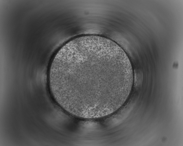 X0000103960348200809261817