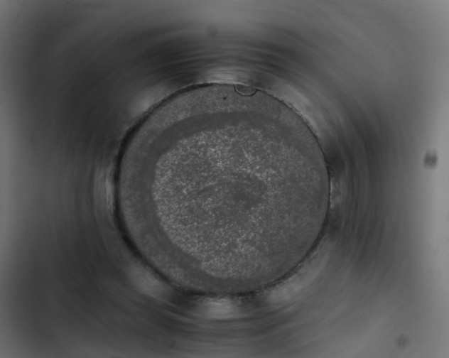 X0000103960349200809261817