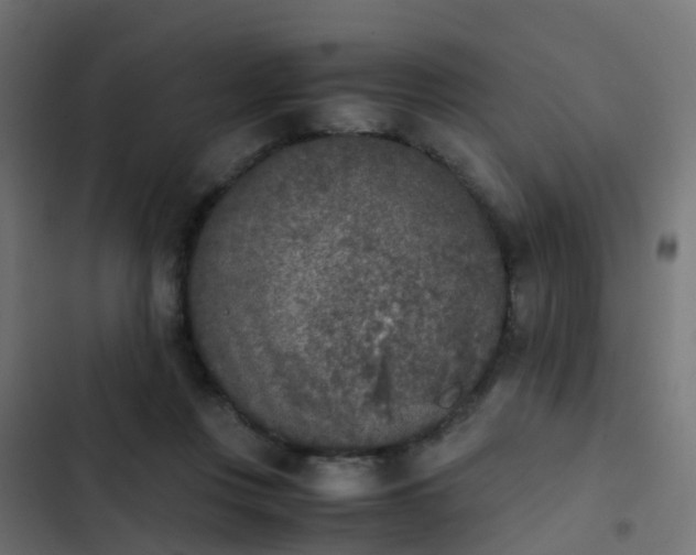 X0000103960359200809261817