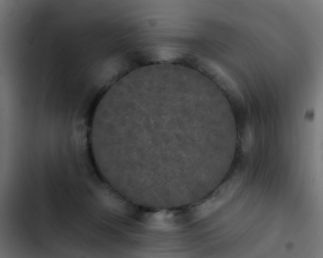 X0000103960366200809261817