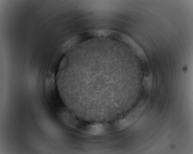 X0000103960381200809261817