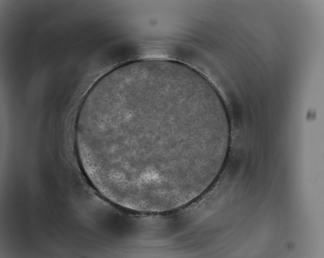 X0000103960385200809261816
