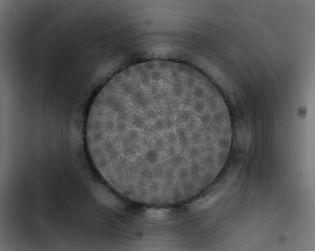 X0000103960450200809261815