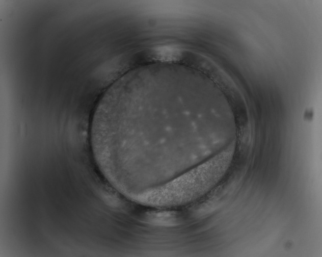 X0000103960553200809261814