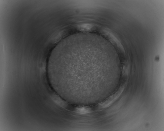 X0000103960561200809261814