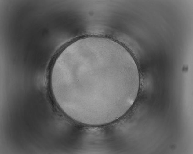 X0000103960583200809261813