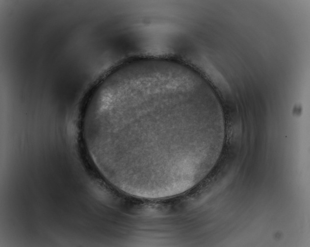 X0000103960736200809261811