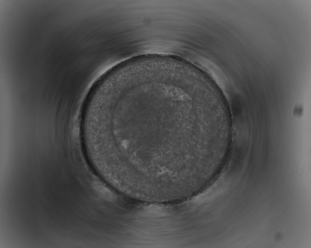 X0000103960779200809261810