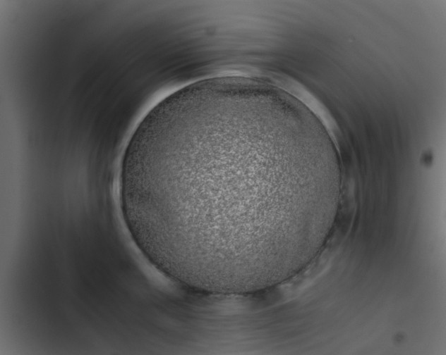 X0000103960811200809261810