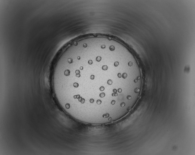 X0000103960830200809261809