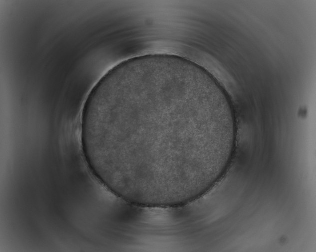 X0000103960836200809261809