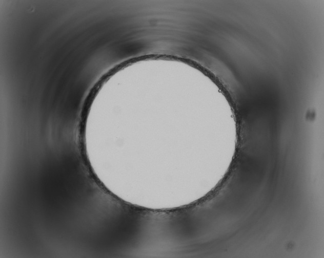 X0000103960880200809261809