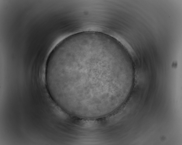 X0000103960886200809261809