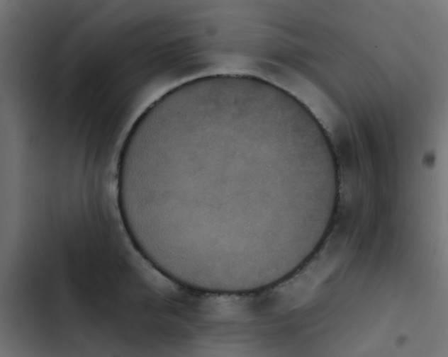 X0000103960950200809261808