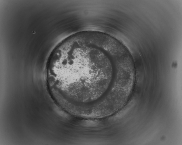 X0000103961125200809261805