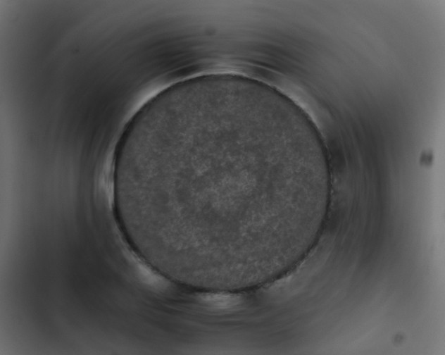 X0000103961127200809261805