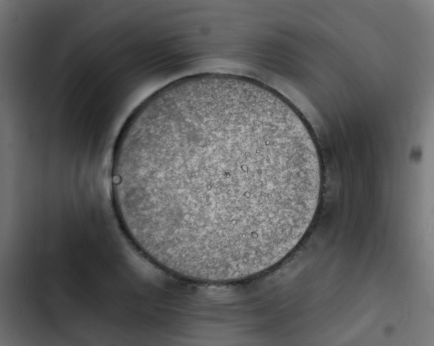 X0000103961128200809261805