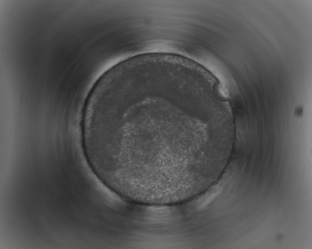 X0000103961142200809261805