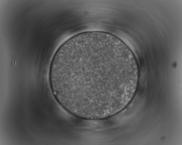 X0000103961197200809261804