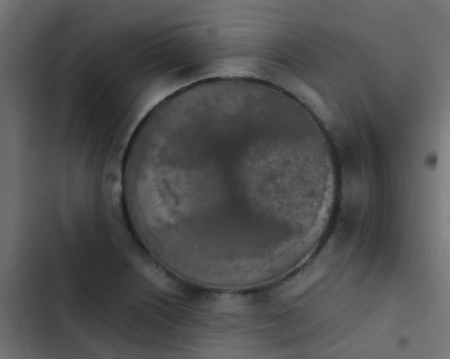 X0000103961226200809261803