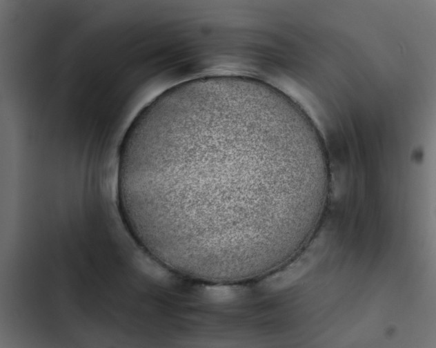 X0000103961227200809261803