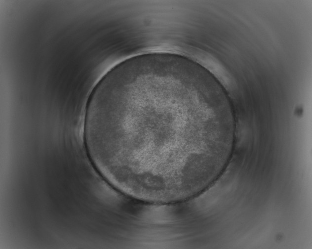 X0000103961228200809261803