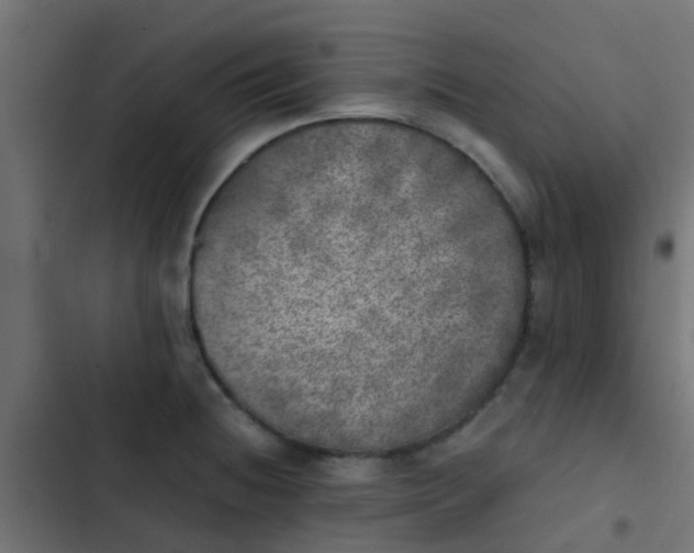 X0000103961236200809261803