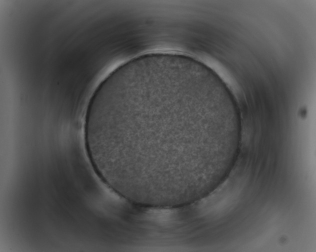 X0000103961237200809261803