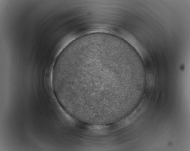 X0000103961290200809261802