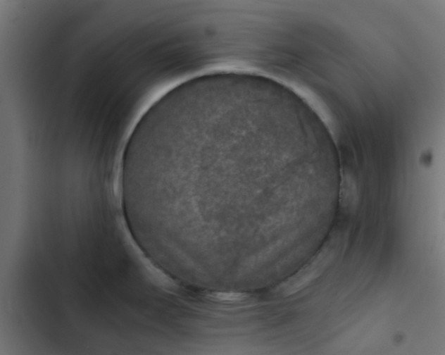 X0000103961295200809261802