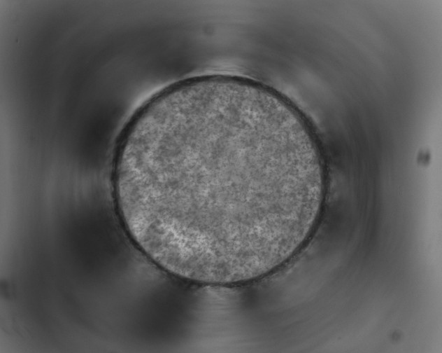 X0000103961312200809261802
