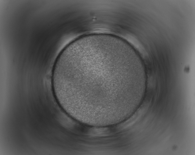 X0000103961325200809261802