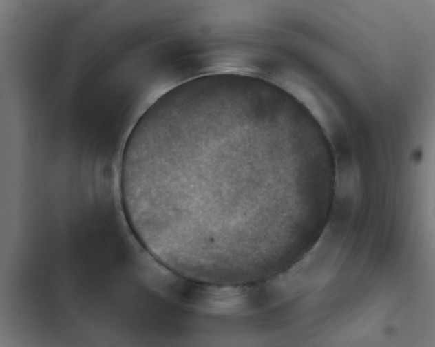 X0000103961338200809261802