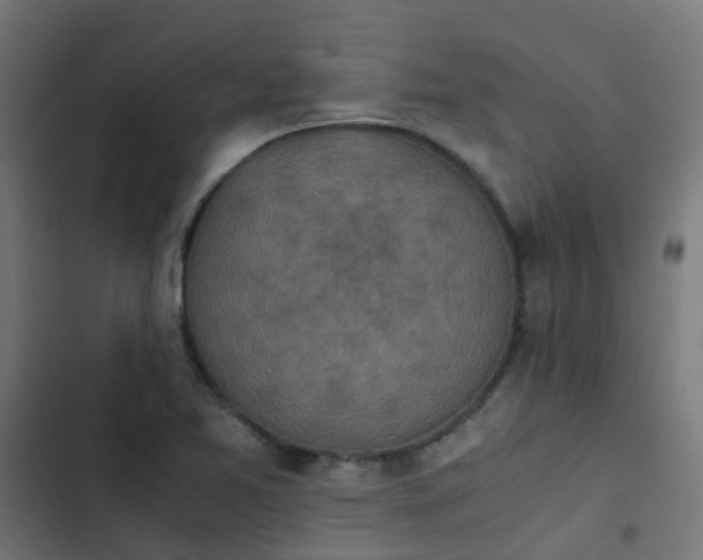 X0000103961365200809261801