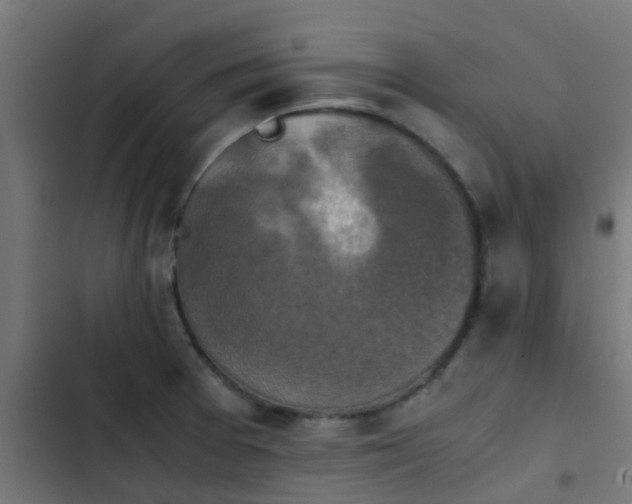 X0000103961377200809261801