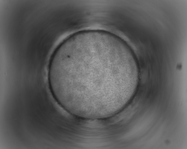 X0000103961416200809261800