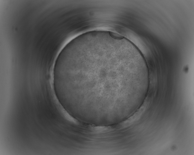 X0000103961436200809261800