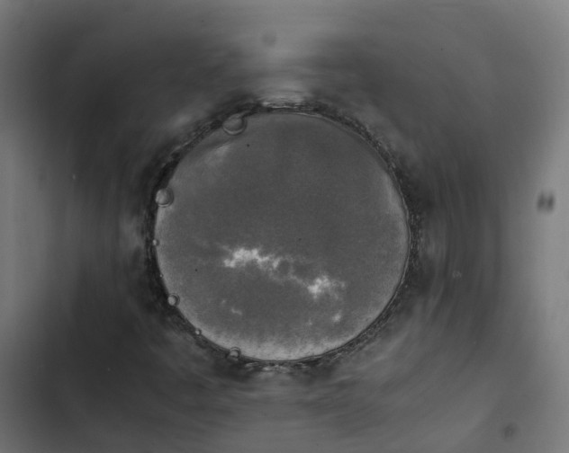 X0000103961445200809261800