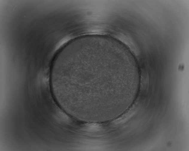 X0000103961450200809261800